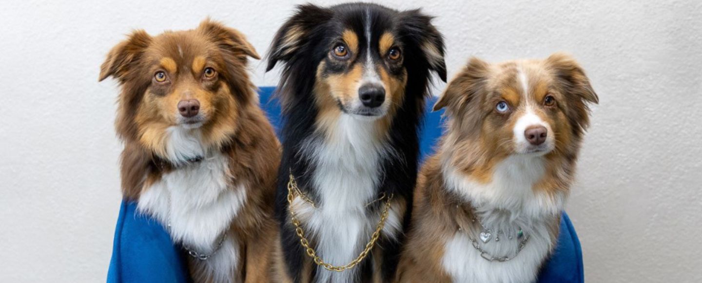Pet Jewelry- Benefits the SPCA