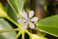 Load image into Gallery viewer, 14K White Gold Pave Diamond Flower Ring

